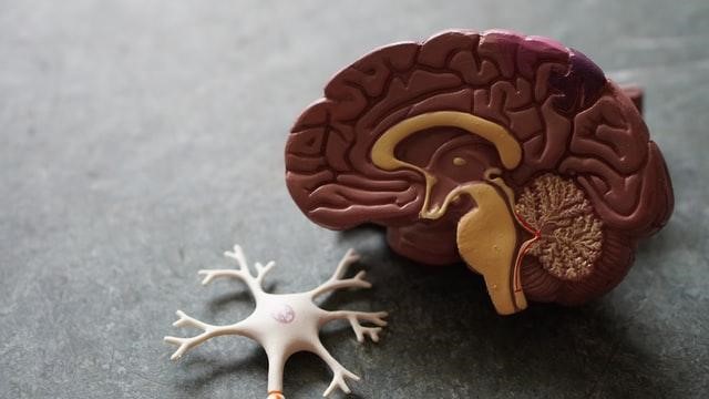 brain model brain model